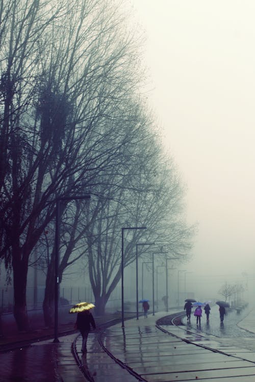 buz gibi hava, çıplak ağaçlar, Demir yolu rayları içeren Ücretsiz stok fotoğraf