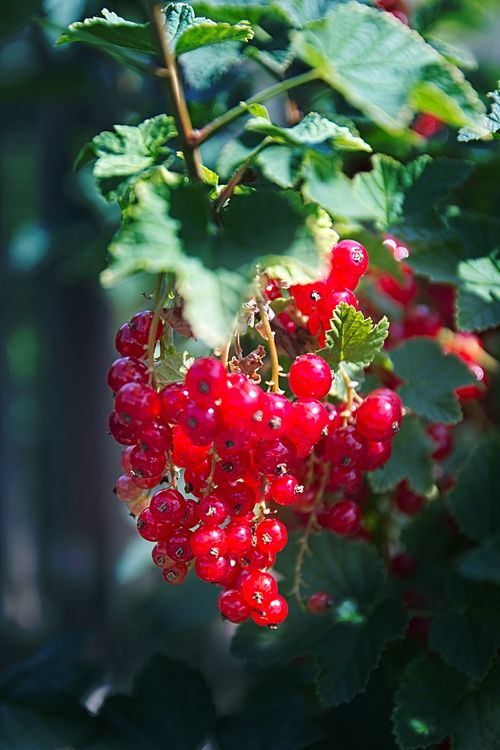 Free Close-up of ripe red currants hanging on a leafy branch, basking in sunlight. Stock Photo