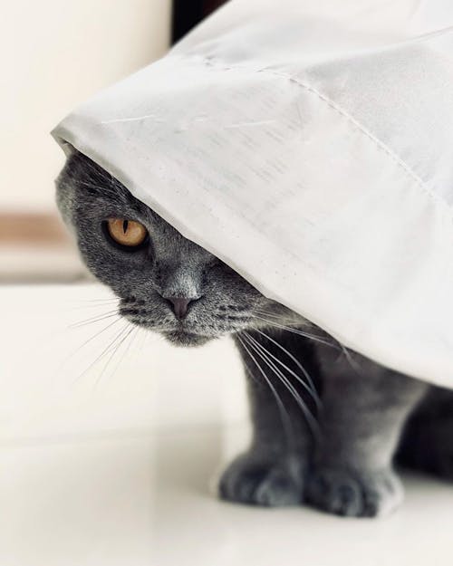 Gray Cat Under White Curtain