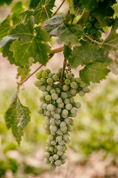Free stock photo of food, nature, plant, fruits