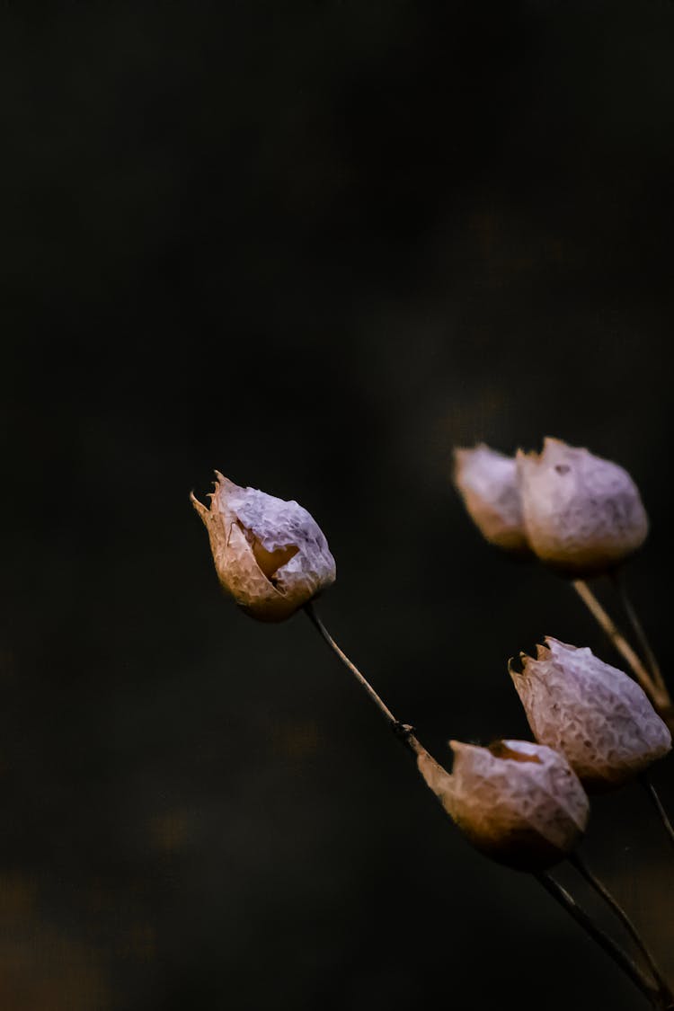 Close-up Of Dry Cape Gooseberry