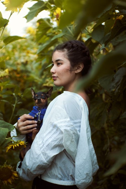 Free A woman with braids holding a mini pinscher among sunflower plants outdoors. Stock Photo