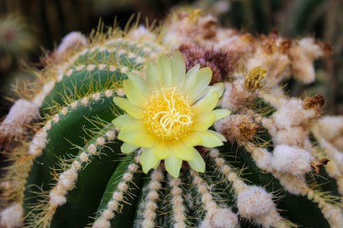 Gratis lagerfoto af gul blomst, kaktusblomst
