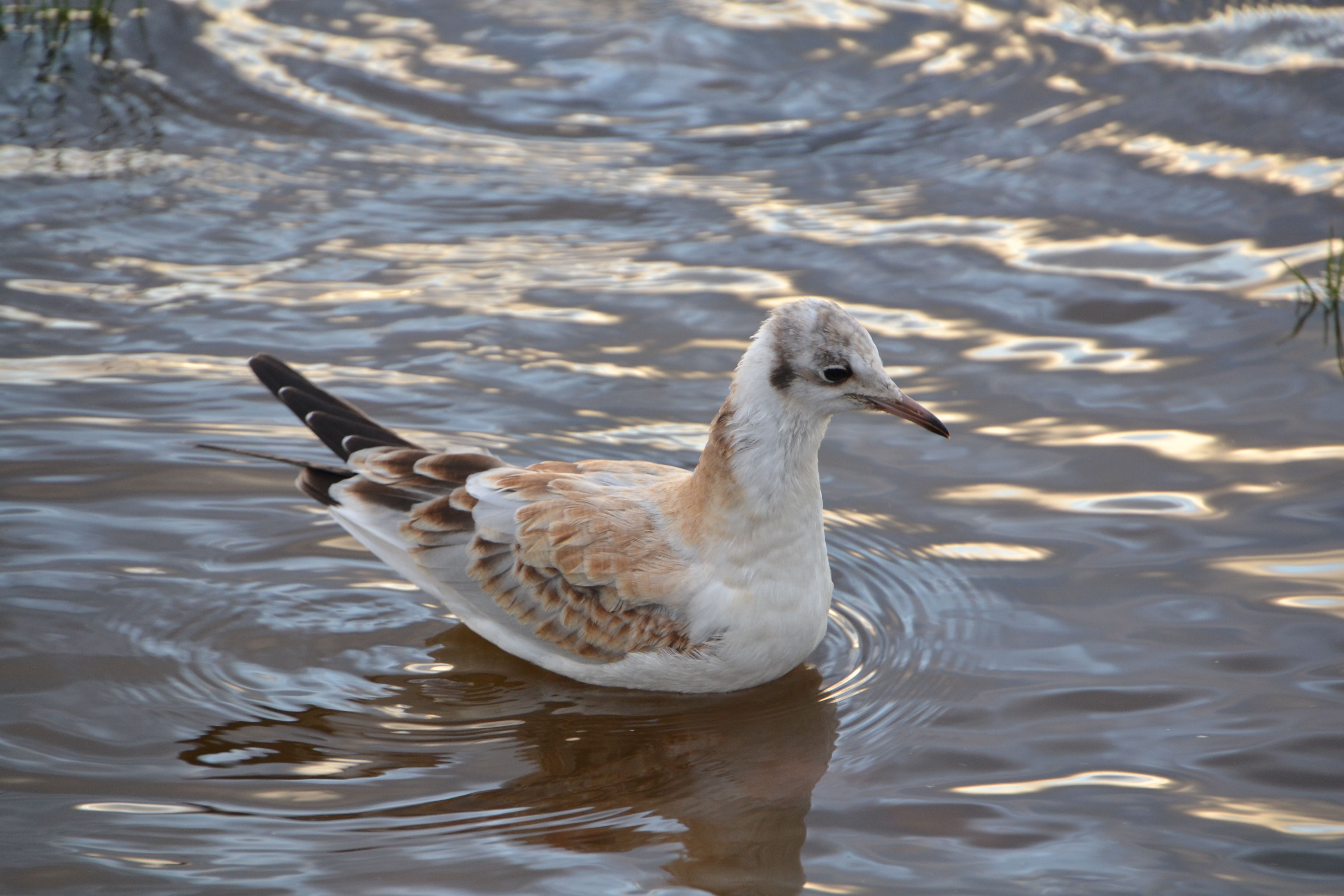 Close-Up Photo of a White and Brown Bird on the Water · Free Stock Photo
