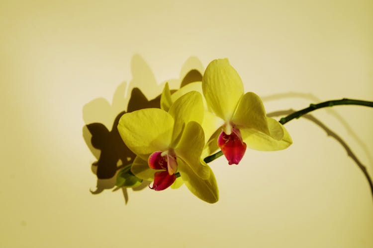 Close-up Photo Of Orchids