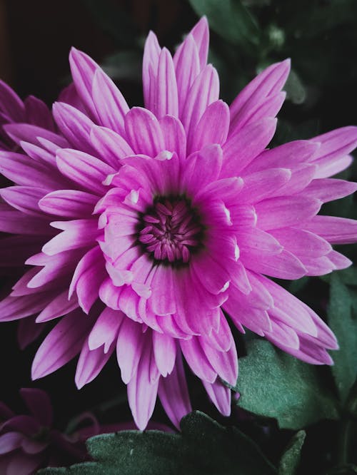 Immagine gratuita di bocciolo, colpo del primo piano, fiore viola