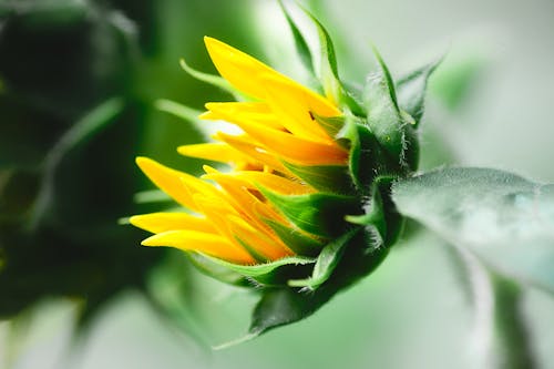 A Yellow Flower with Green Leaves