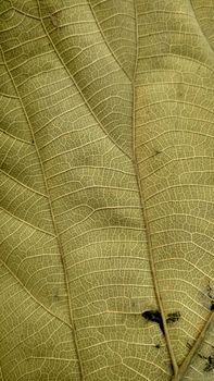 Detailed close-up of leaf veins showcasing intricate natural patterns and textures.