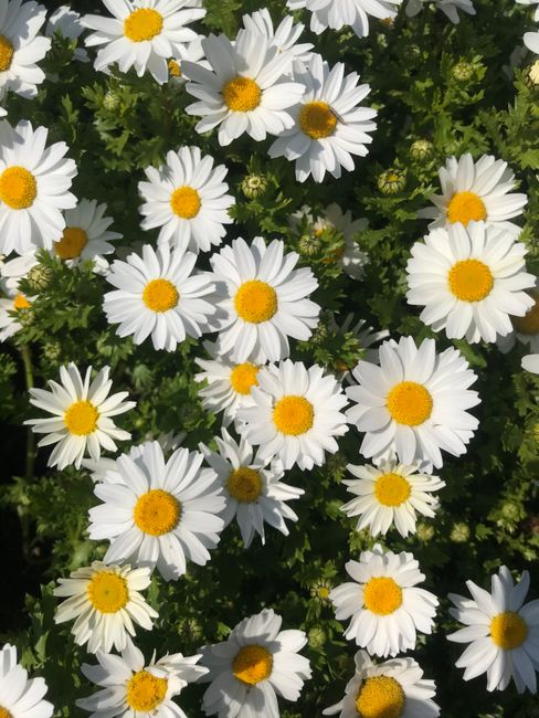 A colorful top-down view of blooming white daisies with vibrant yellow centers in a lush garden.