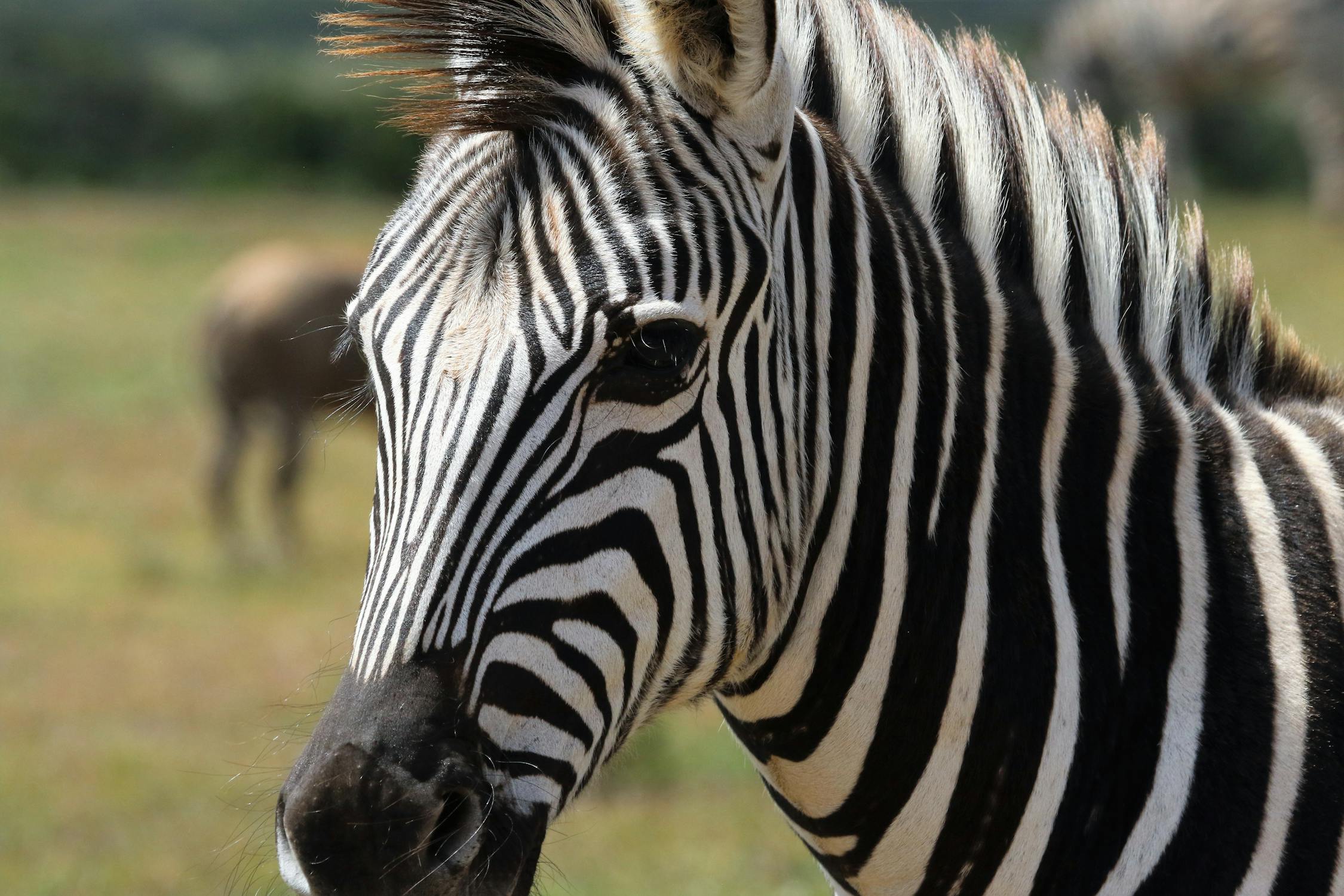 非洲高清晰大草原动物之斑马摄影