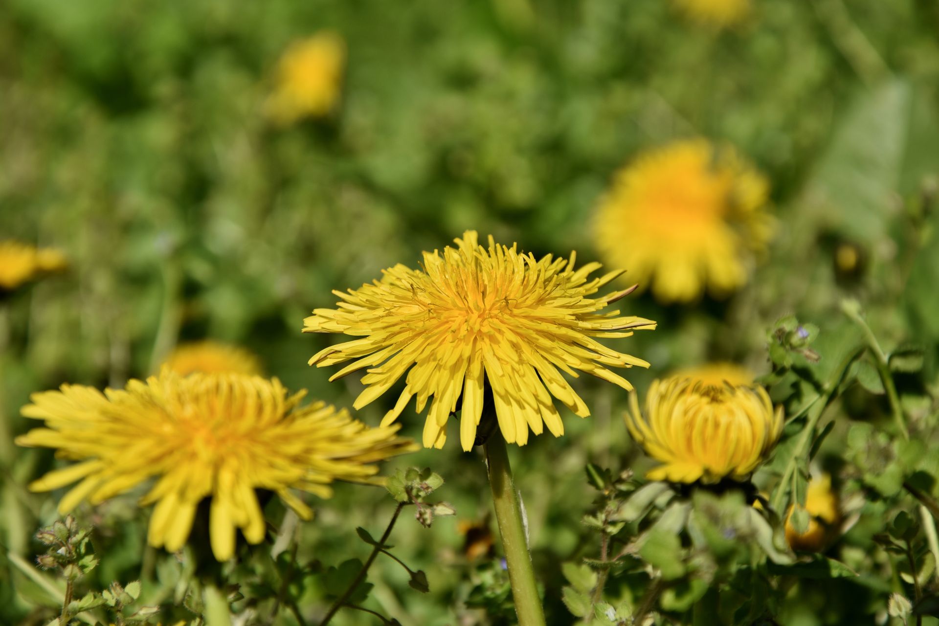 Vibrant yellow dandelions blooming outdoors in a sunny field. Ideal for nature and spring themes.