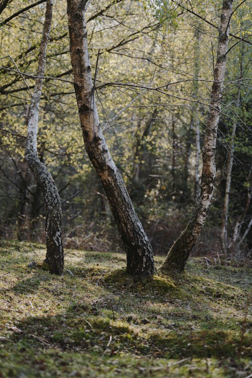 Leafless Tree on Grass Field 