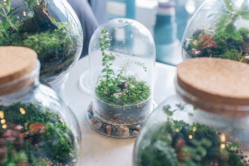 Free Plants in Glass Containers Stock Photo
