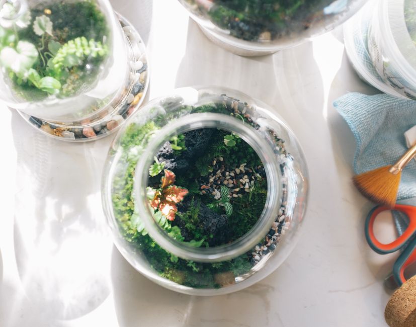 Moss Wall Art DIY home decor project — Aesthetic top view of terrariums showcasing lush green plants and decorations.