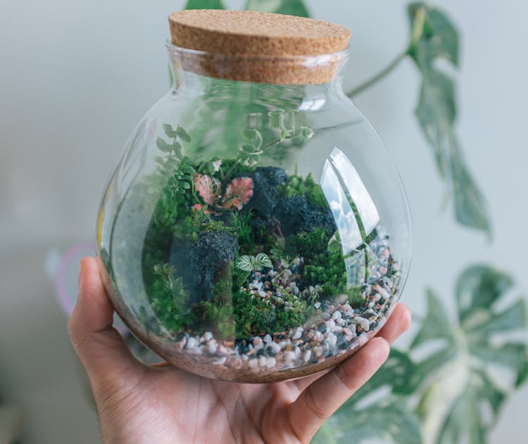 Close-up Of A Miniature Garden In A Glass Container 