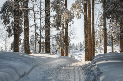 Gratis stockfoto met avontuur, Bos, geen persoon