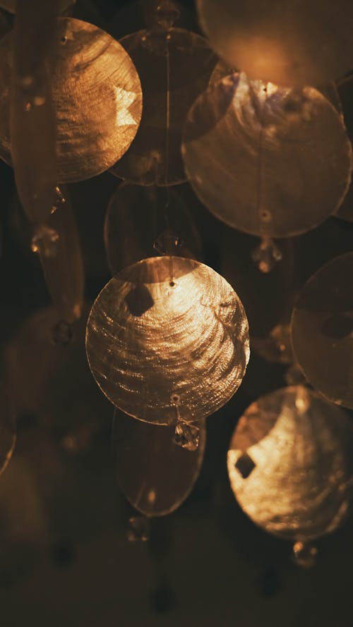 Free stock photo of clam, decoration, gold