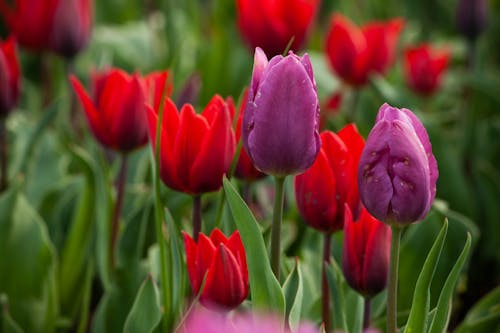 Free Close-Up Photo of Red and Purple Tulips Stock Photo