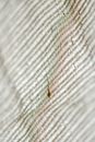 Brown Insect on White Textile