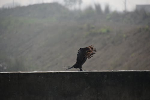 鳥の愛の無料の写真素材