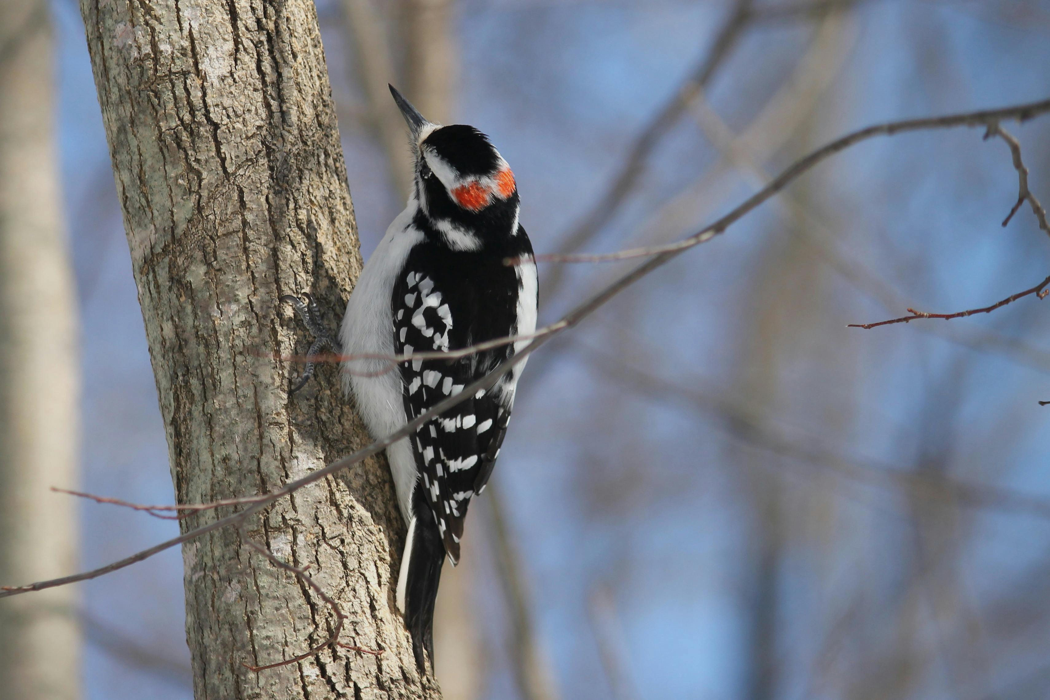Free stock photo of birds woodpecker winter