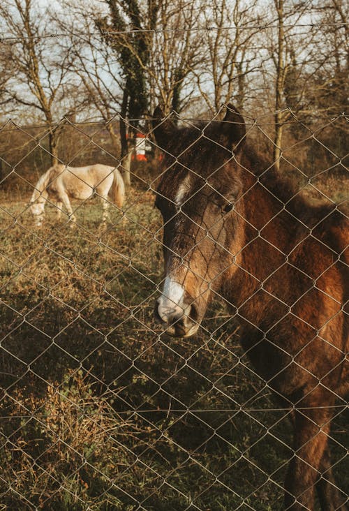 Ảnh lưu trữ miễn phí về con ngựa, hàng rào dây, miền quê