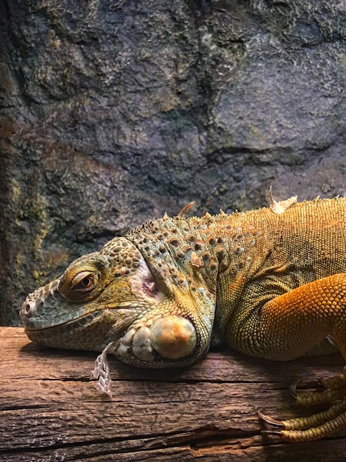 Δωρεάν στοκ φωτογραφιών με iguana, γκρο πλαν, ερπετό Φωτογραφία από στοκ φωτογραφιών