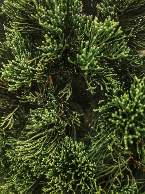 Free Detailed close-up of lush green conifer needles in a vertical shot, showcasing natural beauty. Stock Photo