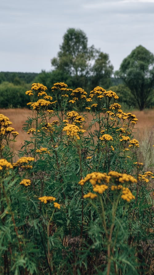 Kostnadsfria Kostnadsfri bild av fält, gula blommor, natur Stock foto