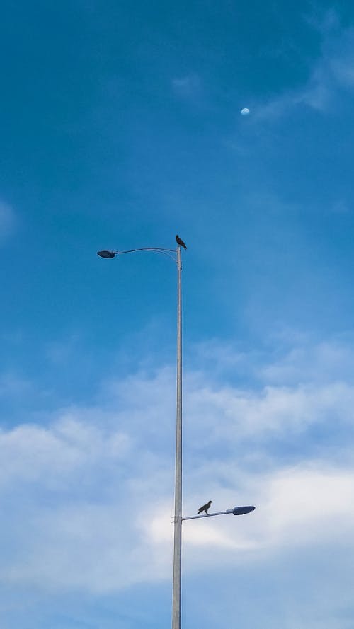 Free stock photo of abstract, birds, blue sky