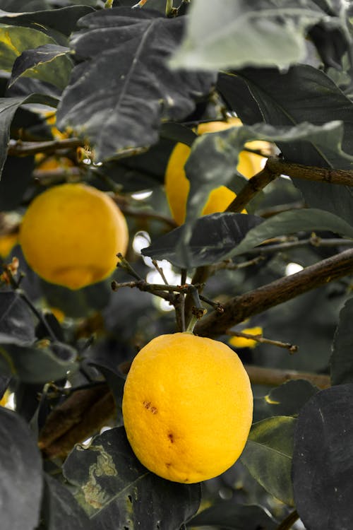 Free Yellow Lemon Fruit on Tree Stock Photo