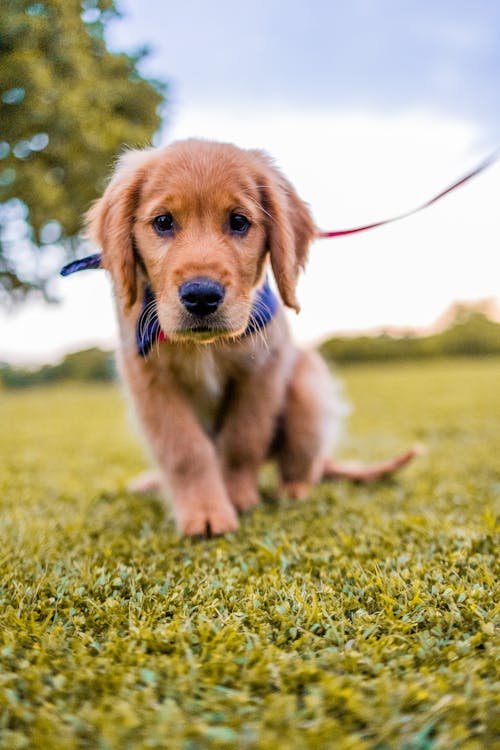 Immagine gratuita di animale domestico, cane da riporto, carino