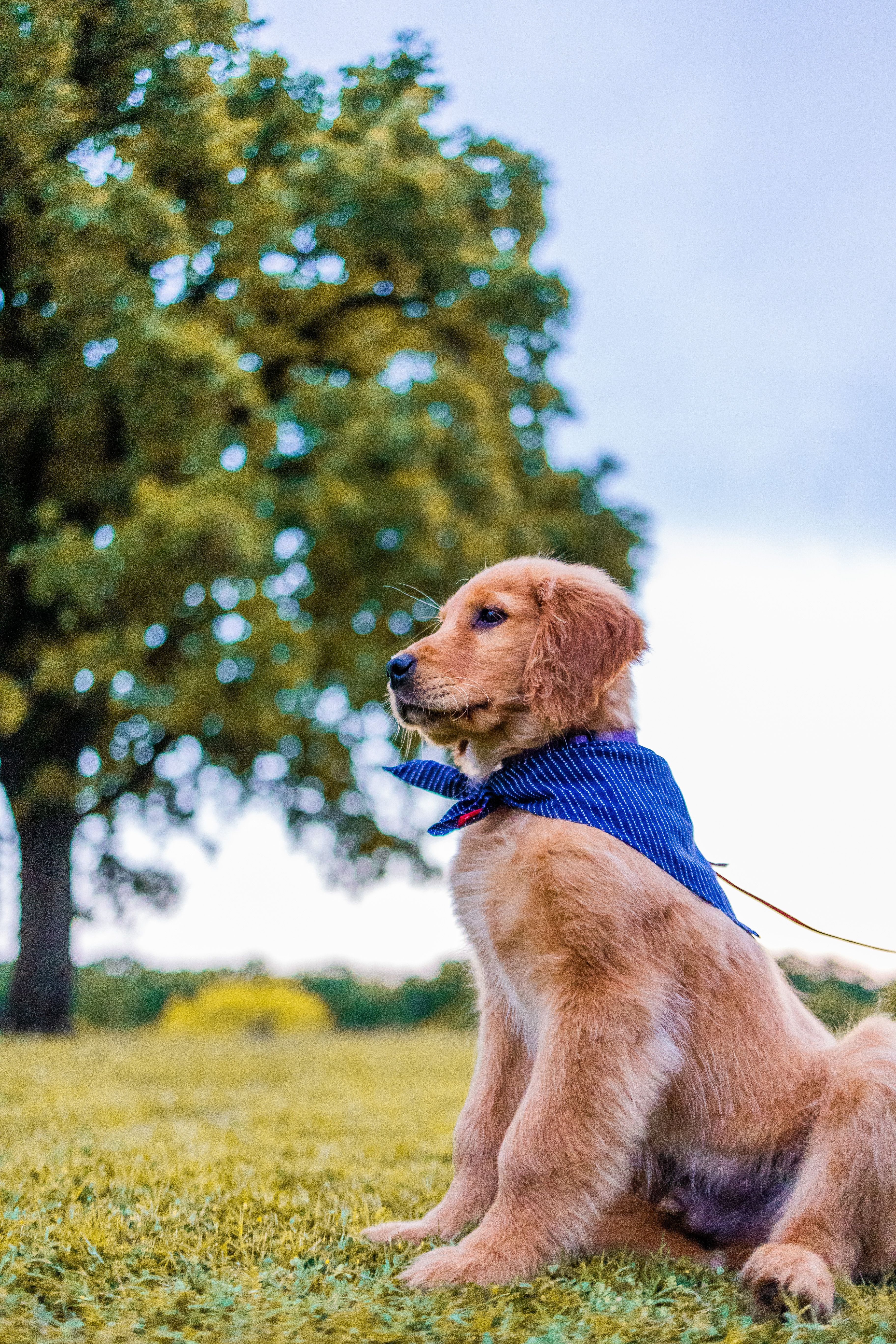 Golden Retriever Puppy Sitting on Grass Field · Free Stock Photo