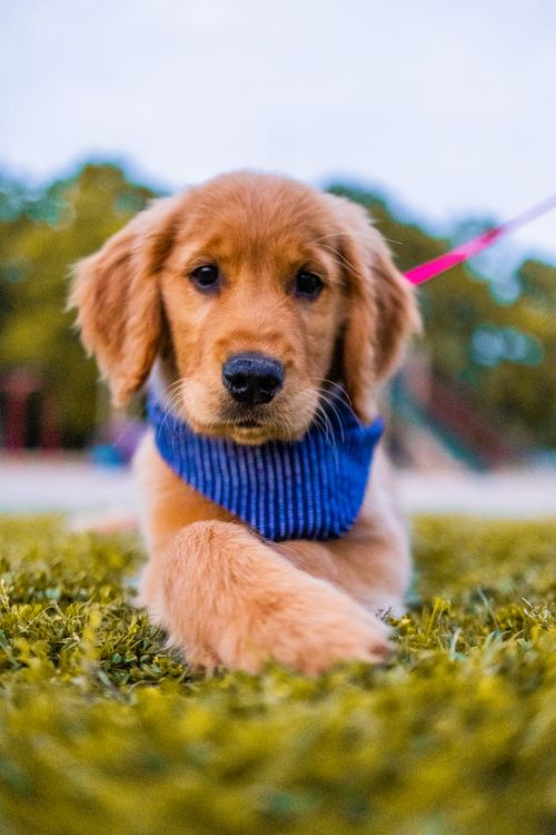 Free Adorable golden retriever puppy lying on green grass wearing a blue scarf, creating a heartwarming scene. Stock Photo