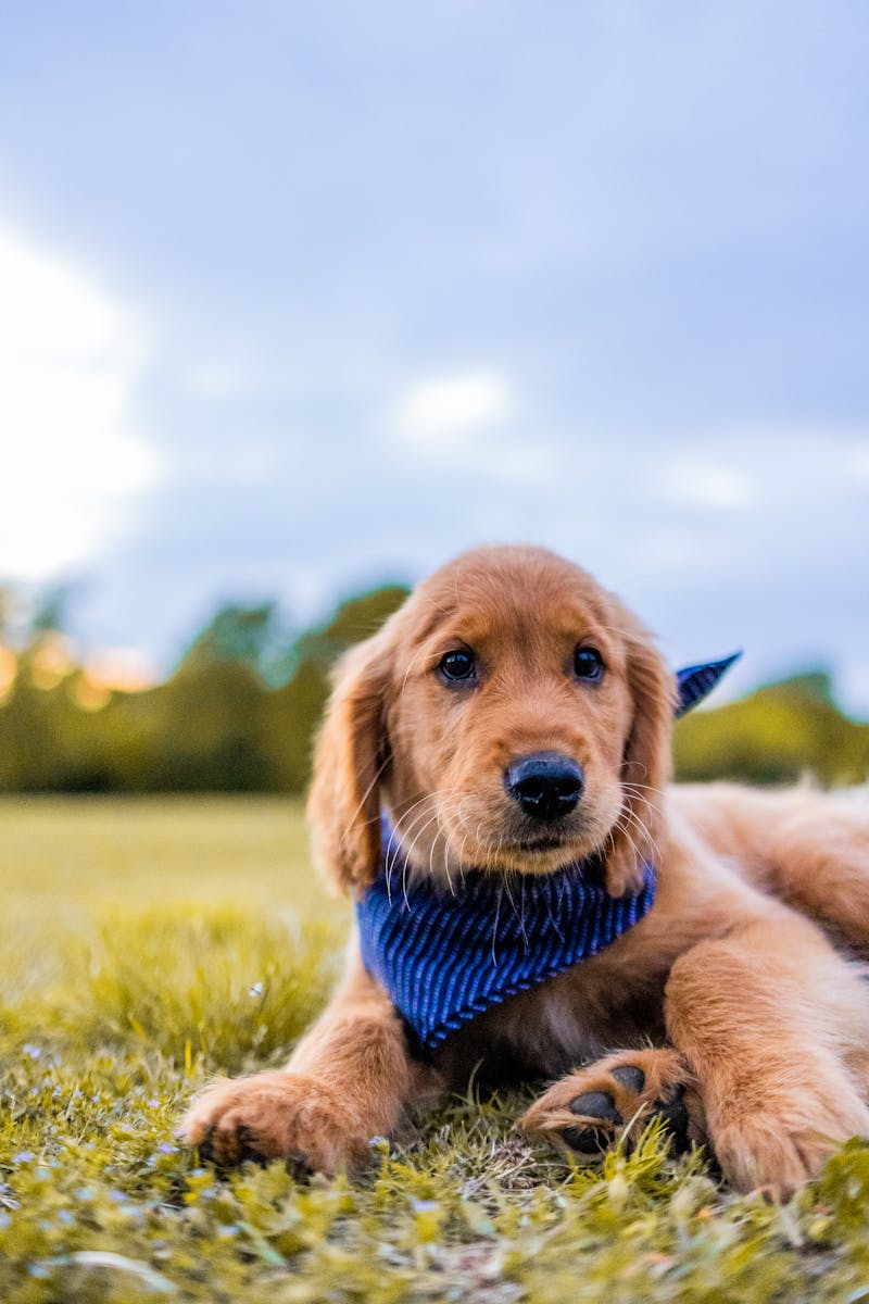 Puppy with blue bandana on grass