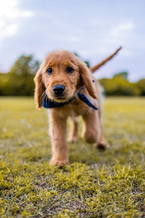 Free A cute golden retriever puppy with a scarf exploring a grassy field on a sunny day. Stock Photo
