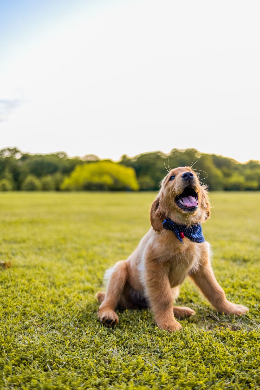 Golden Retriever Puppy Sitting on Green Grass Field with Open Mouth ...