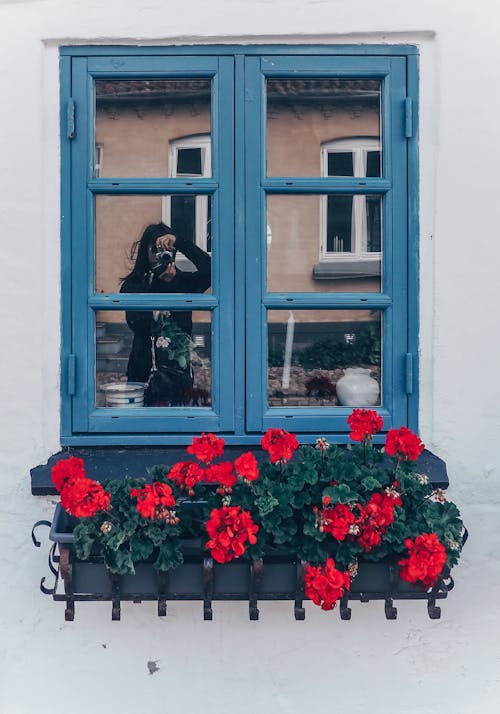 Foto stok gratis bunga-bunga, Denmark, jendela