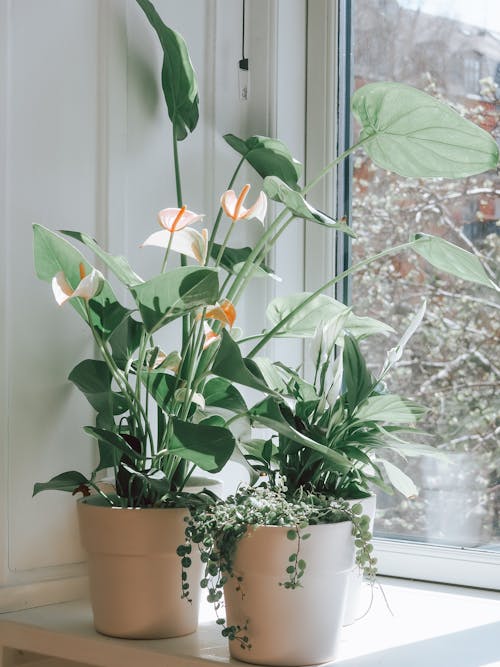 Foto stok gratis ambang jendela, anthurium, bunga bakung lily