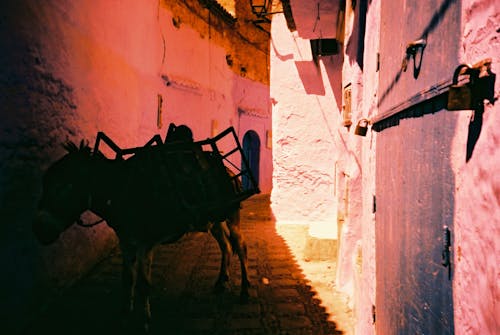 Donkey At A Alley