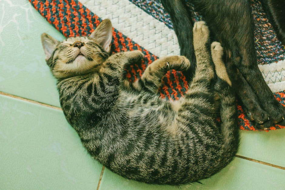 Photo of Brown Tabby Cat on White Tile Floor