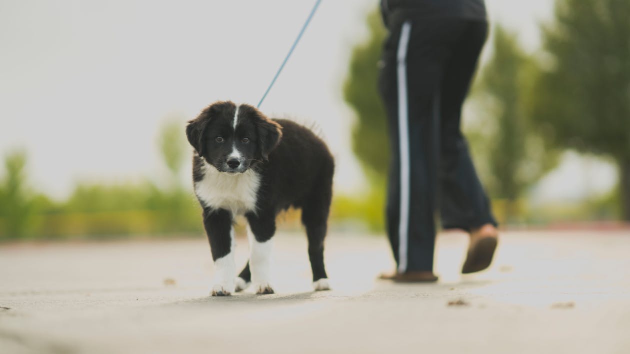 White and Black Border Collie Puppy Walk Beside Person in Track Pants