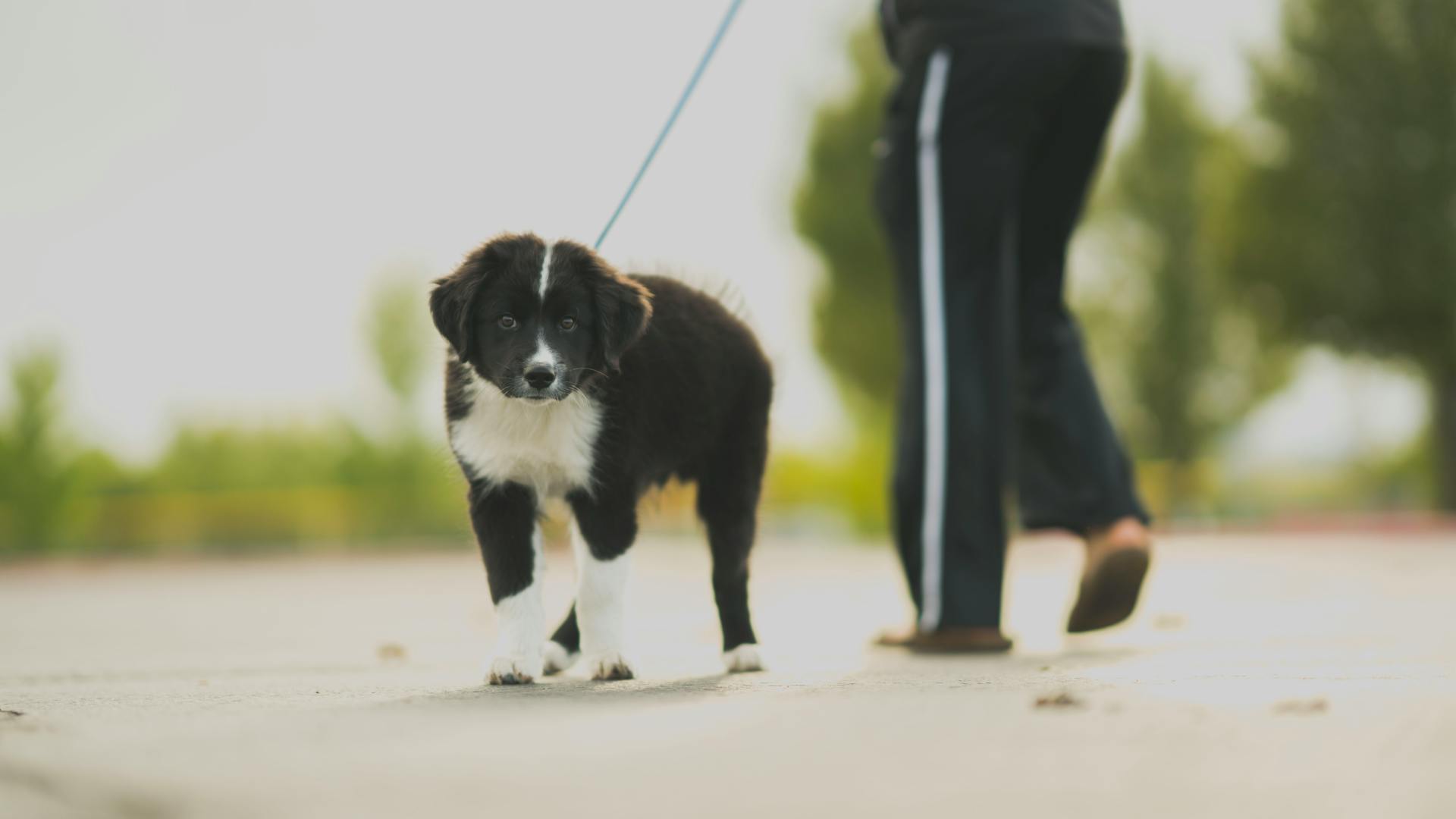 Person in Track Pants Walking A Black And White Border Collie Outdoors