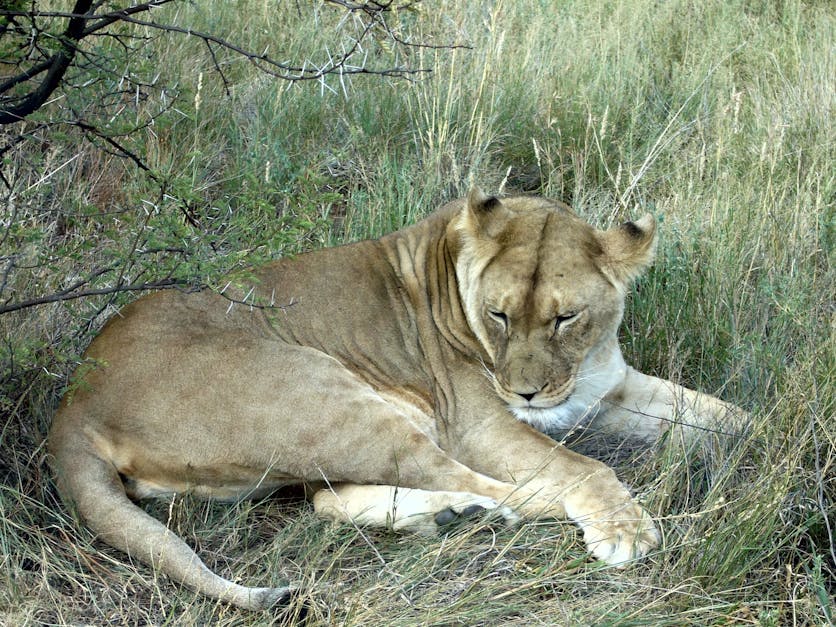 Free stock photo of lioness, nature, wild animal