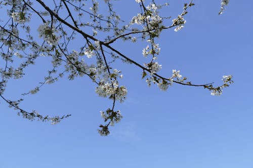 De franc Foto d'estoc gratuïta de branques, clar cel blau, Flors de cirerer Foto d'estoc