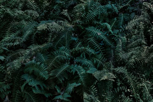 Бесплатное стоковое фото с заводы, зеленый, листва