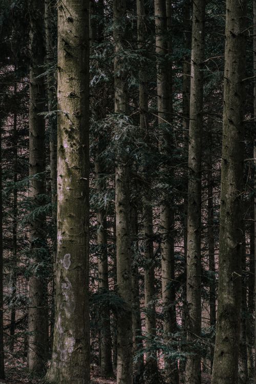 Free Mysterious and tranquil pine forest in Hungary, showcasing nature's beauty in vertical tall trees. Stock Photo