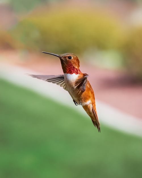 Gratis lagerfoto af fugl flyver, fuglfotografi, kolibri