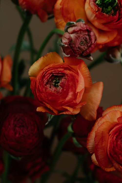 Free Blossoming orange Ranunculus with tender wavy petals on thin stems and pleasant aroma on blurred background Stock Photo