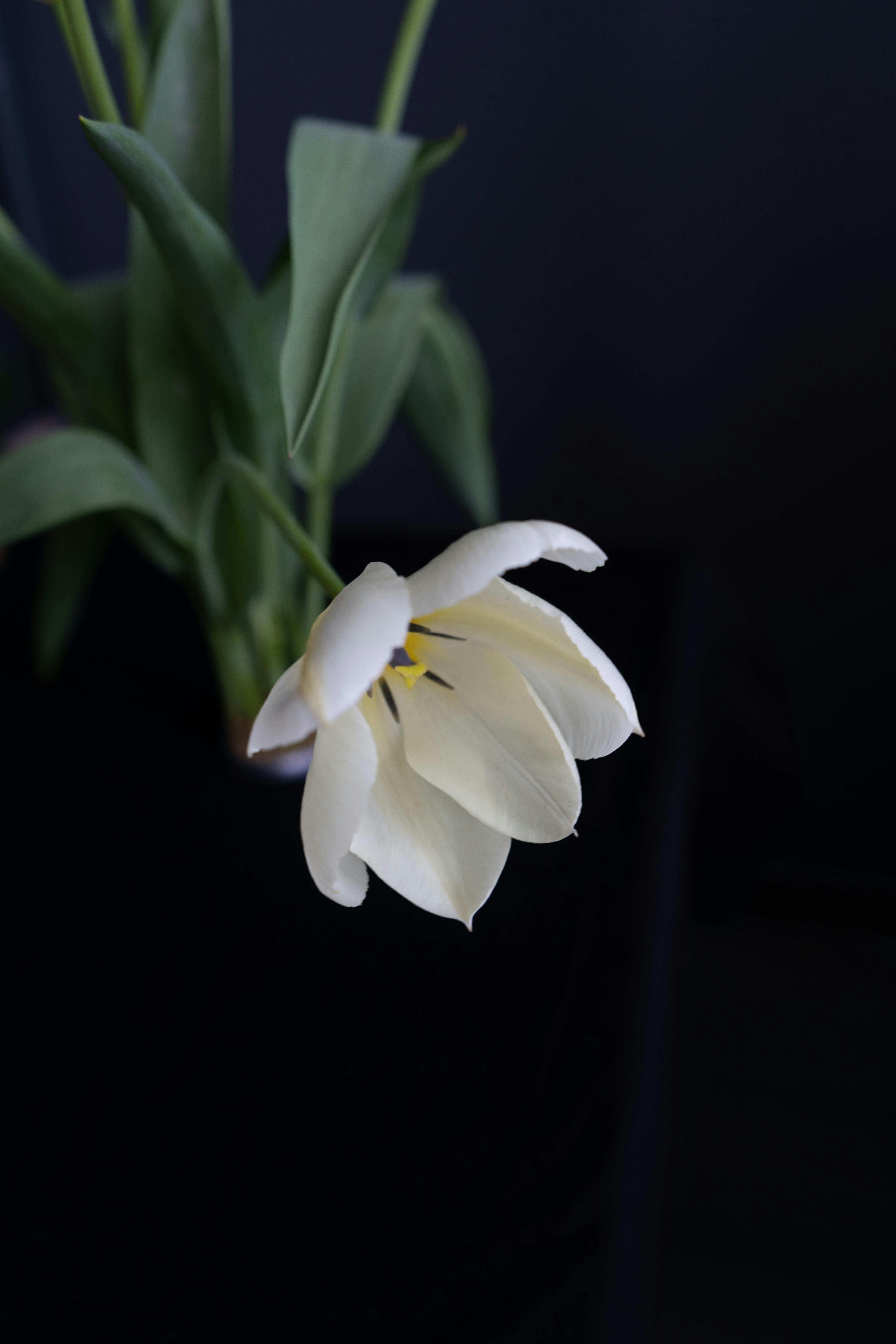 blooming amazon lily with delicate petals and wavy foliage